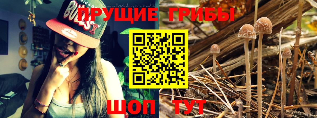 Троицк  как найти закладки  Вход с VPN  Галлюциногенные грибы Cubensis 